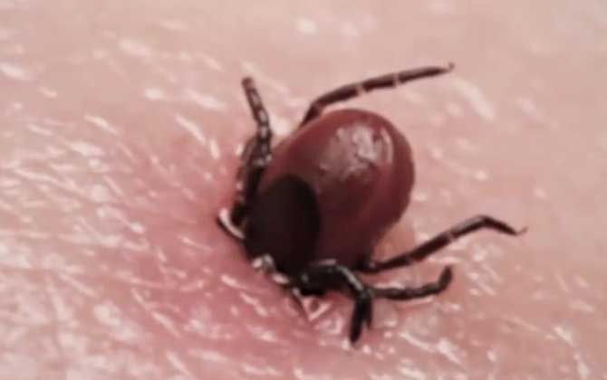 蜱虫图片及发育过程  第3张