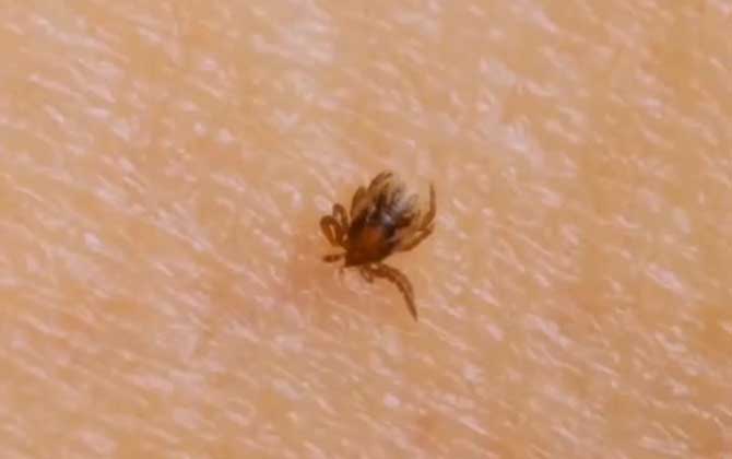 蜱虫图片及发育过程  第2张