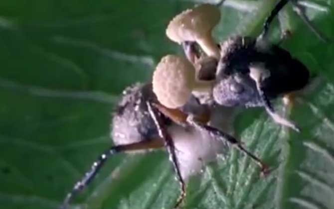 僵尸蚂蚁真的存在吗？  第1张