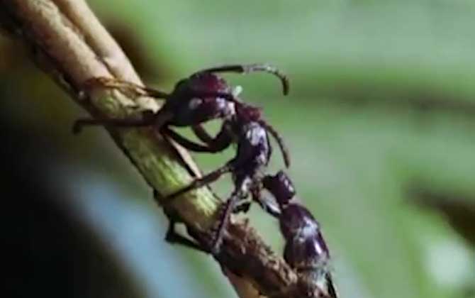 僵尸蚂蚁真的存在吗？  第3张