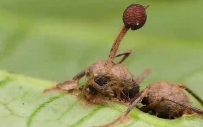 僵尸蚂蚁真的存在吗？  第2张