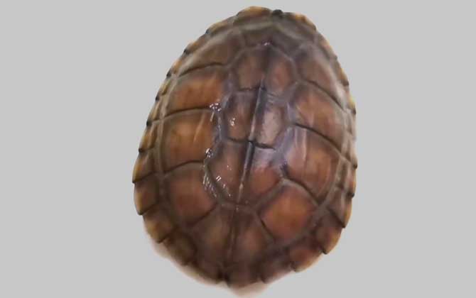 南石龟是什么动物？