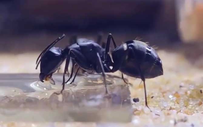 黑蚂蚁是什么动物？