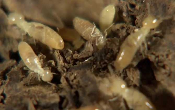 散白蚁是什么动物？