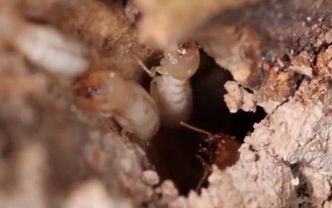 散白蚁是什么动物？  第2张