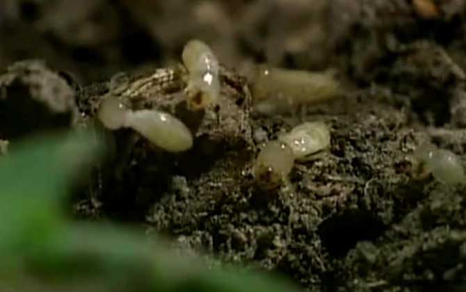 散白蚁是什么动物？  第3张