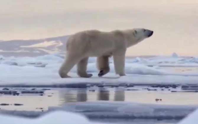 北极熊图片及生活习性