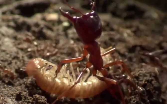 行军蚁是什么动物？