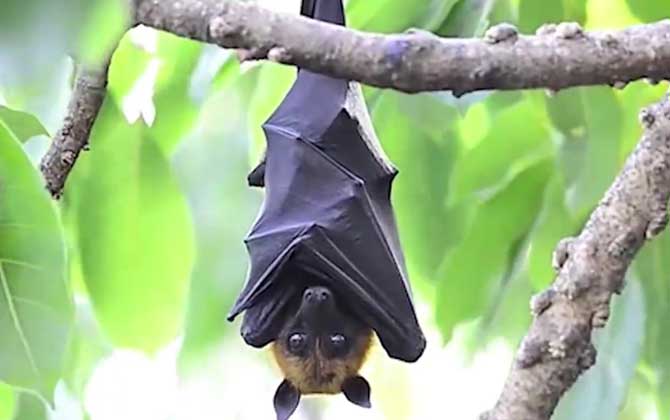 蝙蝠的天敌是什么动物？  第4张