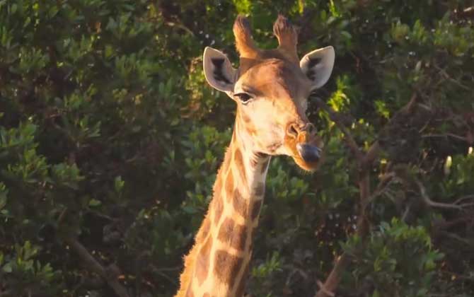 长颈鹿是什么动物？