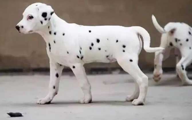 斑点狗是什么犬种？  第2张