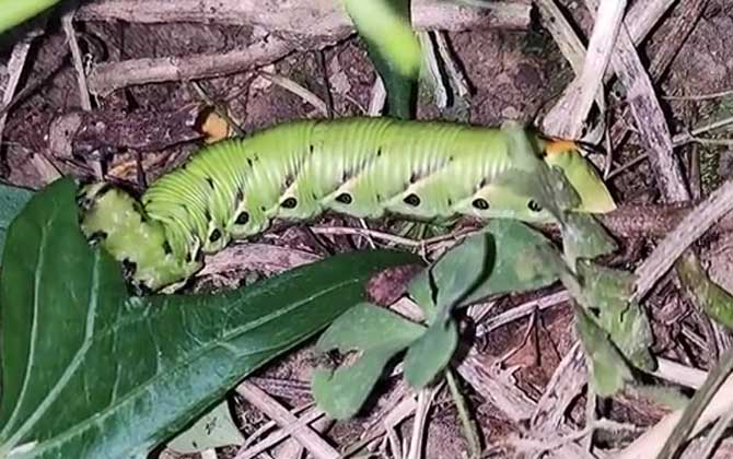 老虎虫有毒吗？