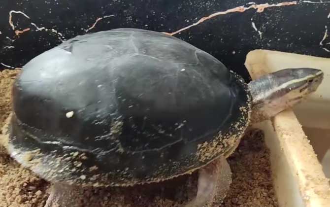 安布闭壳龟是什么动物？