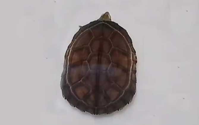 石板龟是什么动物？