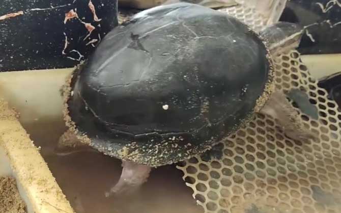 安布闭壳龟是什么动物？  第3张