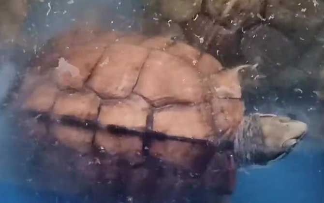 石板龟是什么动物？  第4张