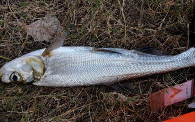 钓翘嘴鱼的最佳时间  第1张