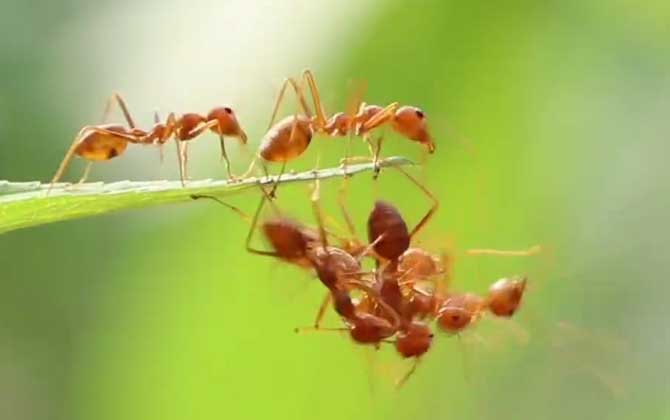 法老蚁是什么动物？  第2张