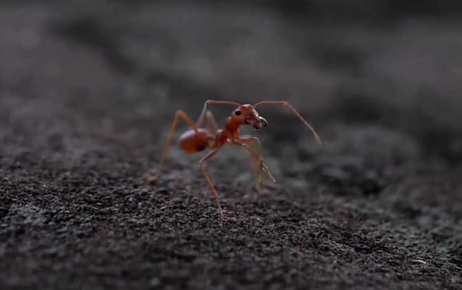 法老蚁是什么动物？  第4张