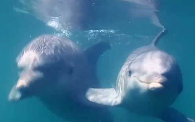 白海豚是什么动物？