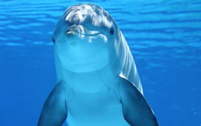 白海豚是什么动物？  第3张