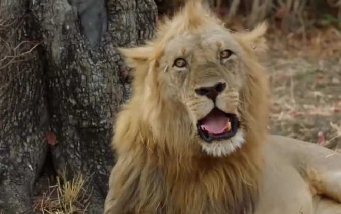 狮子的拼音怎么拼写？