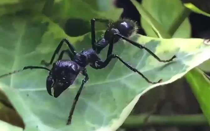 子弹蚁是什么动物？