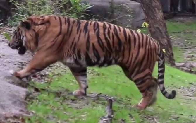世界上最小的老虎是什么虎？