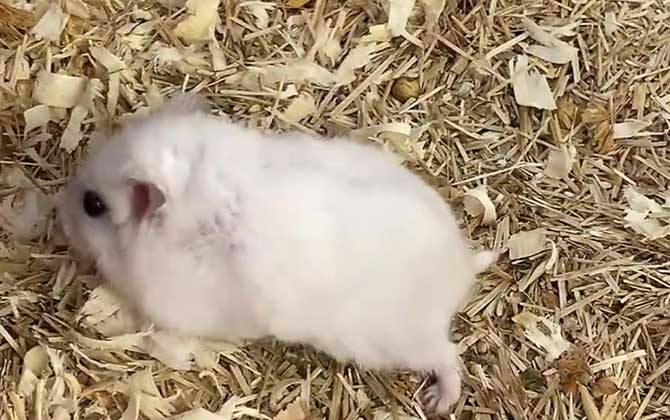 银狐仓鼠是什么动物？  第1张