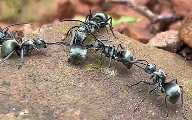 弓背蚁是什么动物？  第1张