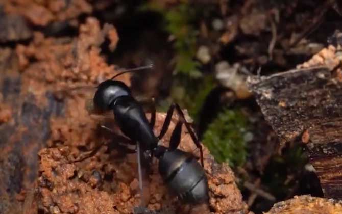 弓背蚁是什么动物？  第4张
