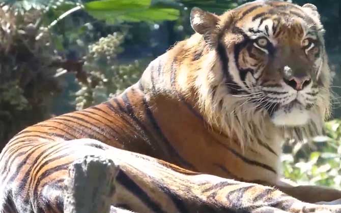 苏门答腊虎是什么动物？
