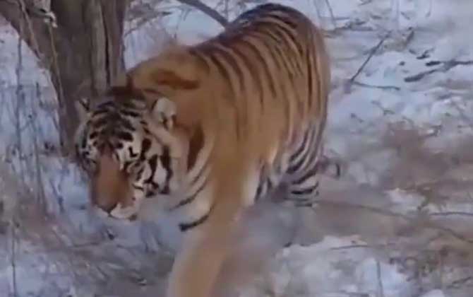 老虎会吃自己的孩子吗？