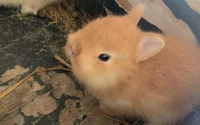 侏儒兔价格多少钱一只？