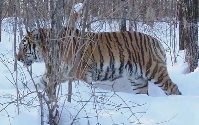 最大的老虎是什么虎？