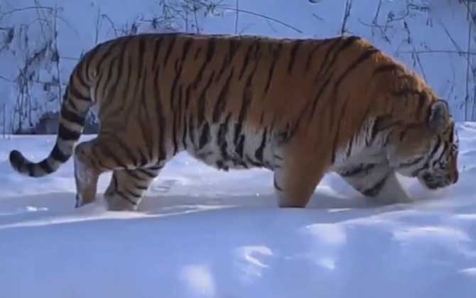 最大的老虎是什么虎？  第2张