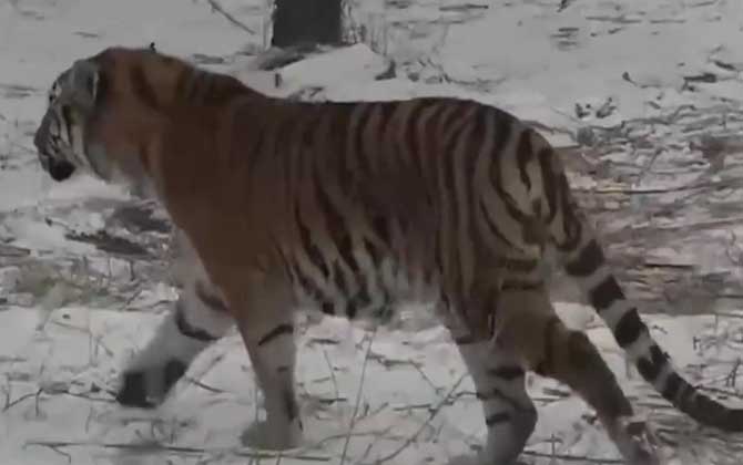 最大的老虎是什么虎？  第3张
