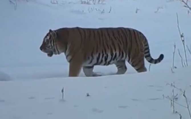 最大的老虎是什么虎？  第4张