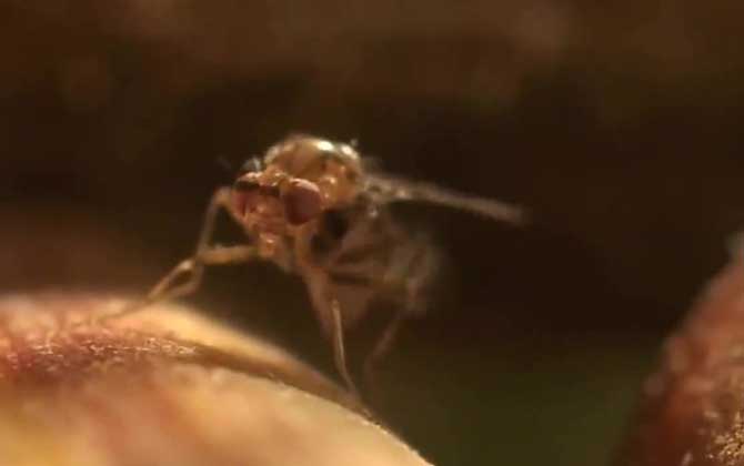 果蝇幼虫吃了对身体有影响吗？