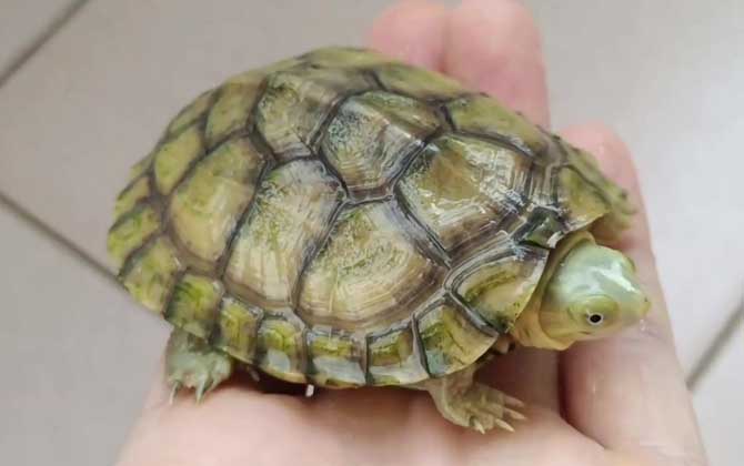黄喉拟水龟是什么动物？  第2张