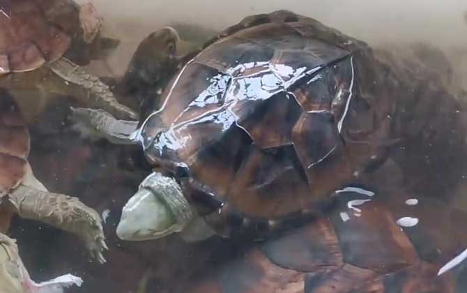 黄喉拟水龟是什么动物？  第3张
