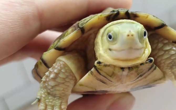 黄喉拟水龟是什么动物？  第4张