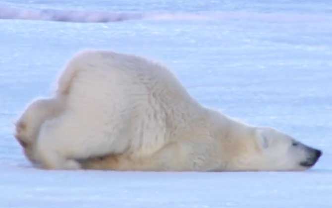 北极熊的毛是什么颜色的？