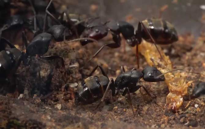 黑蚂蚁的功效与作用及禁忌