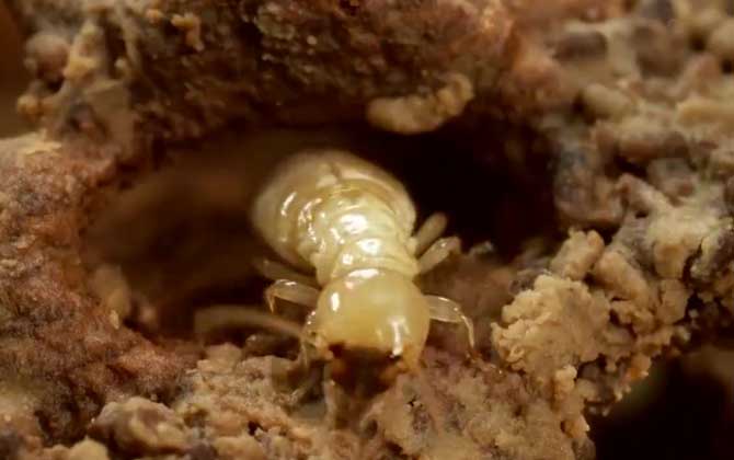 水蚁是什么动物？