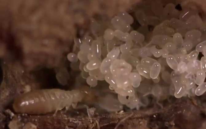 水蚁是什么动物？  第2张