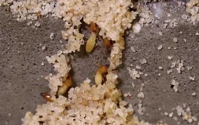 水蚁是什么动物？  第4张