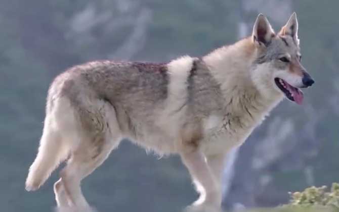 墨西哥狼是什么动物？