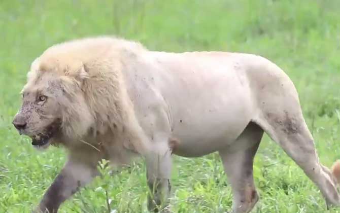 非洲白狮是怎么来的？