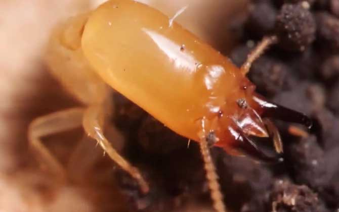 黄翅大白蚁是什么动物？  第3张